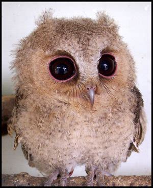 Black Spartacus: It’s Baby Owl! “Hoot! Hoot, fellas!”