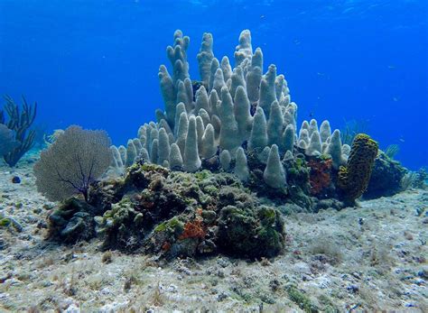 Pillar Coral Reef Scene Photograph by Nina Banks - Pixels