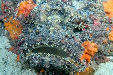 STONEFISH, Synanceia verrucosa, MALAYSIA. | Mira Images