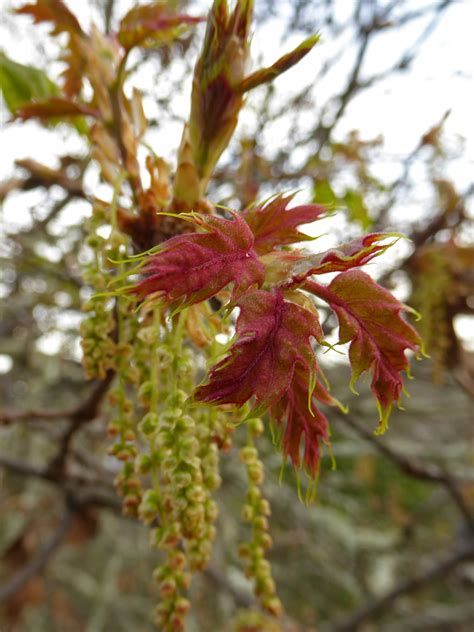 black-oak-new-leaves-3×4 – Nature in Novato