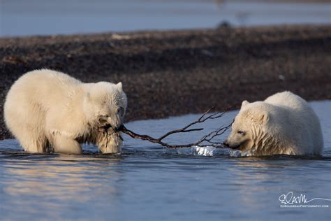 Polar Bears In Alaska, Best Places To See Them