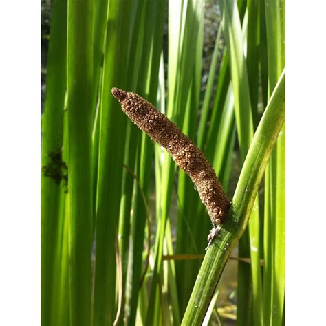 Acorus calamus - Rhizome coupé - "L'Herboristerie Yannick Bohbot".