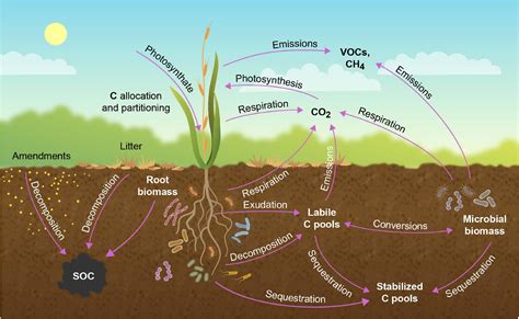 Frontiers | Crops for Carbon Farming