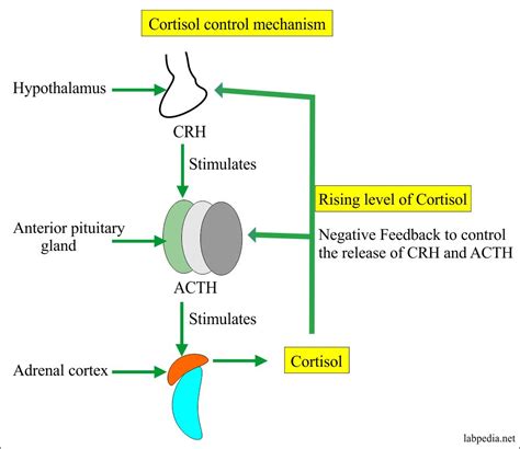 Cortisol Signaling Pathway