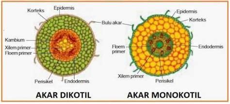 Struktur Anatomi Akar Dikotil Dan Monokotil