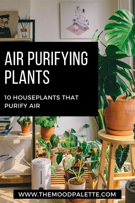 Air Purifying Plants: 10 Houseplants That Purify Air • The Mood Palette