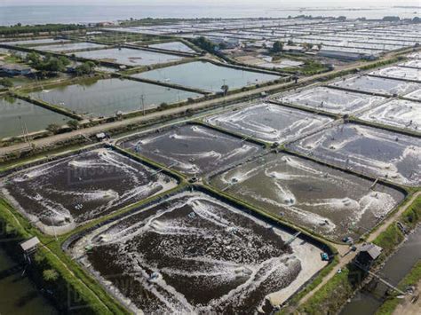 Aerial view of shrimp farm - Stock Photo - Dissolve