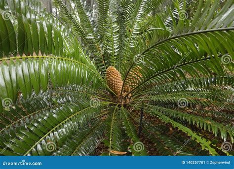 Cycads stock image. Image of flora, cycads, garden, years - 140257701