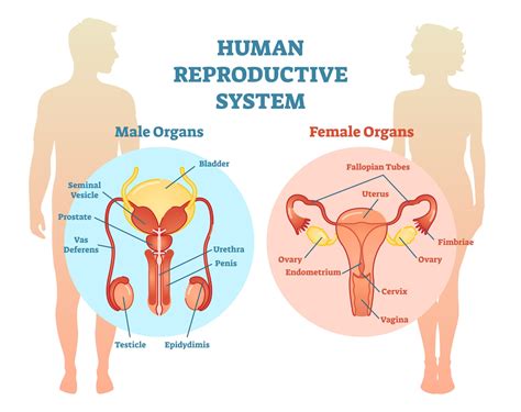 Reproduction In Human Beings