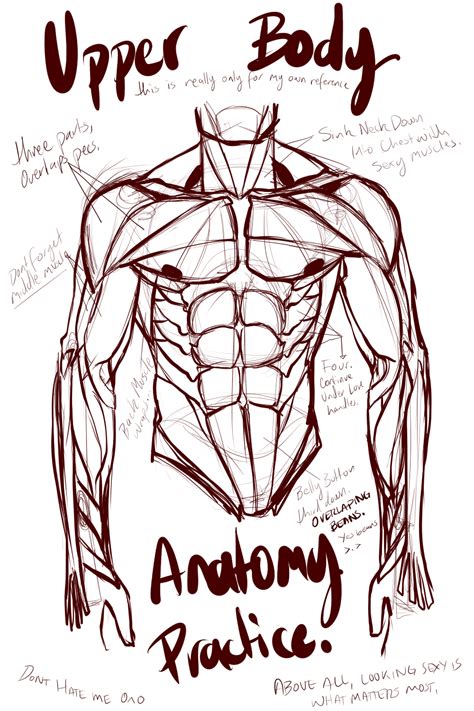 Abs and Upper Body Anatomy Practice by L-O-R-D-G-R-E-G on DeviantArt