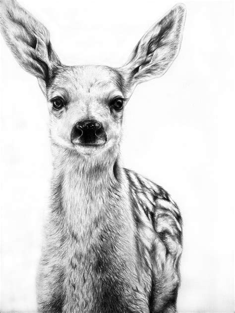 Photorealistic Pencil Portraits of Animals