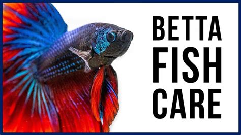 How to Care for Your New Betta Fish – HousePetsCare.com