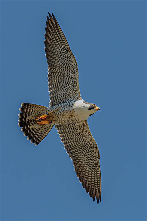 Peregrine Falcon In Flight #5 Photograph by Morris Finkelstein - Fine ...