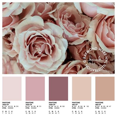 Pantone Perfection Blush Rose Palette | Rose gold color palette, Blush color palette, Nude color ...