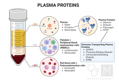 Plasma Proteins – A Comprehensive Review - My Endo Consult