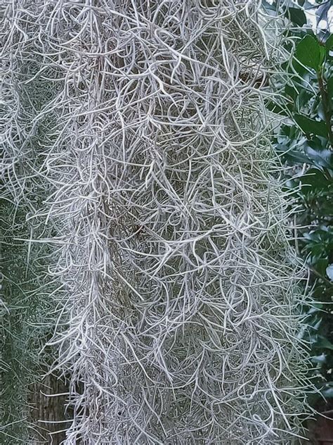 Old Man Beard Spanish Moss (Air Plant) 70gm . 120gm | eBay