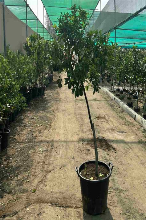 Dekopon Citrus Tree - Fruiting - Outdoor Plants | Plantshop.me