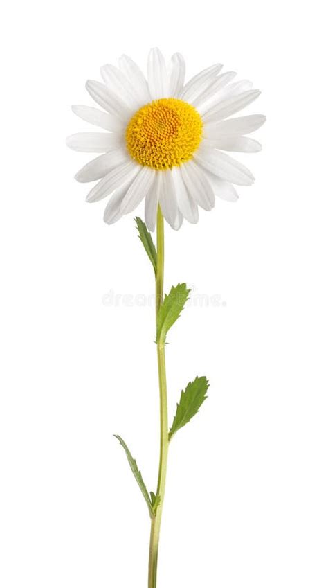 503,829 Daisy Stock Photos - Free & Royalty-Free Stock Photos from ...