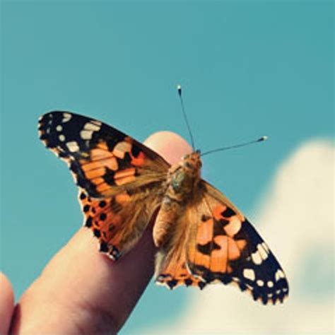 10 Interesting the Painted Lady Butterfly Facts | My Interesting Facts