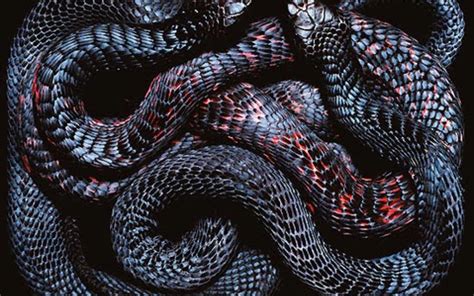 Cool Snake Wallpapers (65+ images)