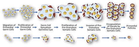 The process of development of the primordial follicle under the... | Download Scientific Diagram