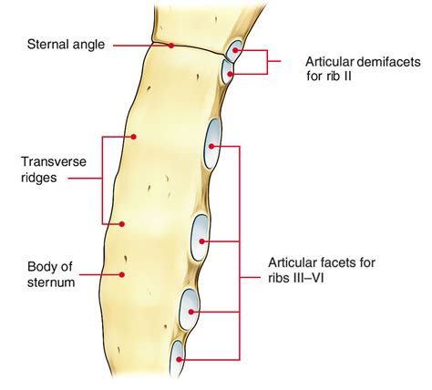 Sternum (Breast Bone) Anatomy – Earth's Lab