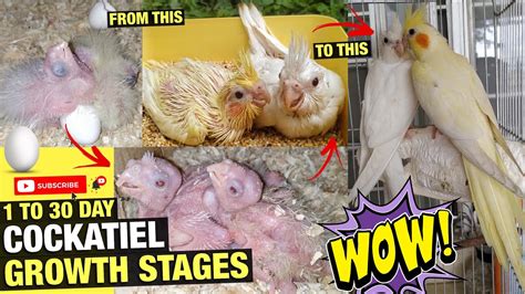 COCKATIEL GROWTH STAGES - YouTube