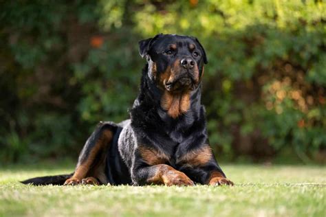 10 Dog Breeds Most Similar to Rottweilers