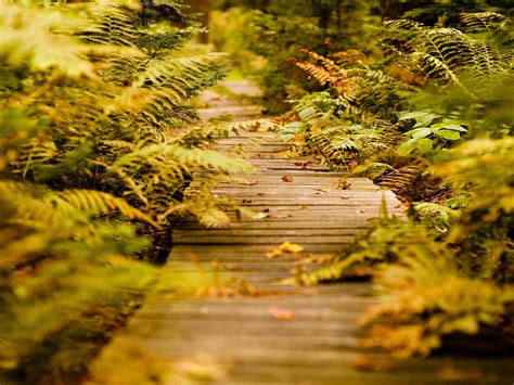 Wood planks on pathway with plants HD wallpaper | Wallpaper Flare