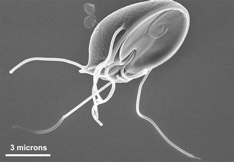 Free picture: ventral, surface, giardia muris, trophozoite, ventral, adhesive, disk, resembles ...