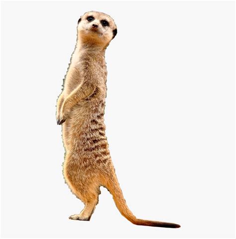 Transparent Meerkat Clipart - Zariguellas De Africa , Free Transparent ...