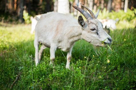 White Goat Eating Grass · Free Stock Photo