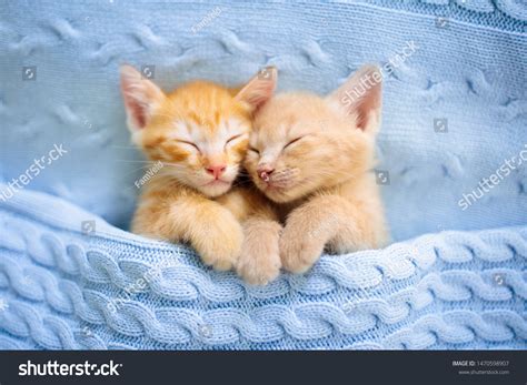 Cute Baby Kittens Sleeping