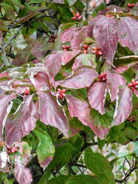 Dogwood Berries in September - s.dorman's photo | Dogwood berries ...