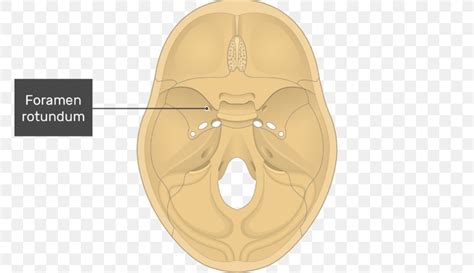 Foramen Rotundum Foramen Ovale Skull Tuberculum Sellae Sphenoid Bone, PNG, 770x474px, Foramen ...