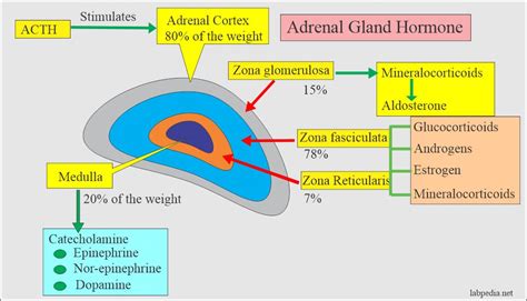 Adrenal Gland Hormones Interpretation, (Cortisol and Aldosterone ...