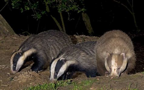 European Badger Size & Appearance | Wildlife Online