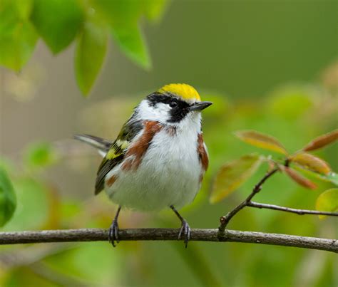 Chestnut sided Warbler | Welcome to NancyBirdPhotography.com