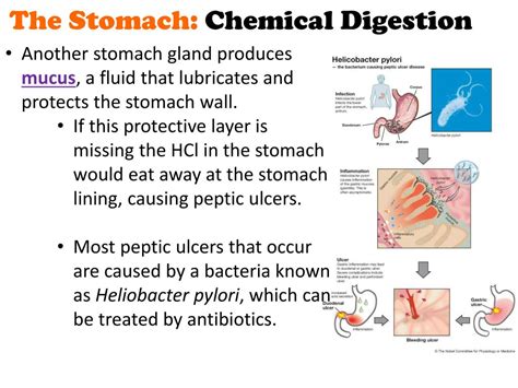 PPT - Digestion PowerPoint Presentation, free download - ID:2271753