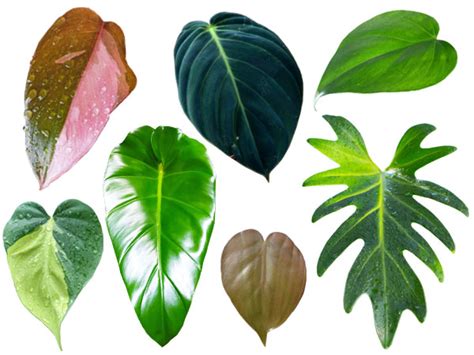 All Philodendron Types - 16 Types Of Philodendron Indoor Philodendron Varieties To Grow ...