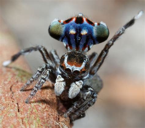 Meet The Most Gorgeous ‘Peacock Spider’ | Amusing Planet