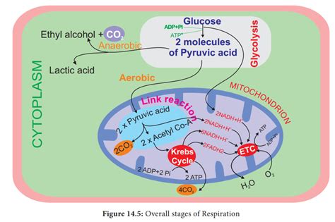 Stages of Respiration in Plants