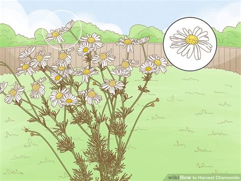 How to Harvest Chamomile: 11 Steps (with Pictures) - wikiHow Life