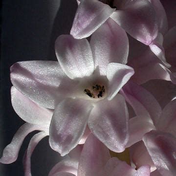 Perigynous flowers « Botany Blog