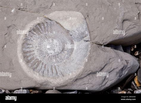 Jurassic Coast Fossils High Resolution Stock Photography and Images - Alamy