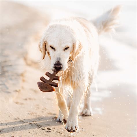 All Products | Benebone: Durable Dog Chew Toys Made in the USA ...