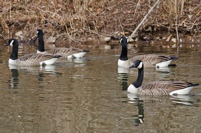 44 Best Goose Hunting Tips