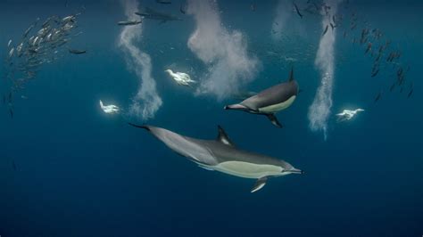 Long-beaked common dolphin pod and diving Cape gannets hunting sardines ...