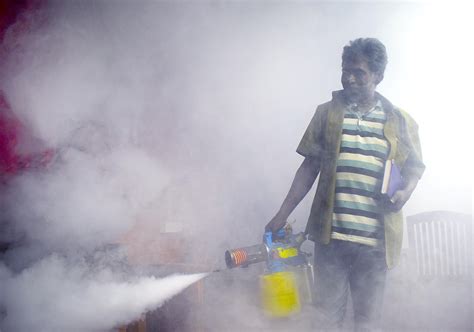 Fogging, spraying, gambusia fish breeding on war footing to bring down dengue in Delhi