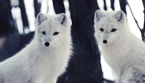 Arctic fox